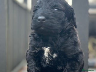 Mixed Breed dogs F1B STANDARD PRA CLEAR STBERNADOODLE - Advert 9