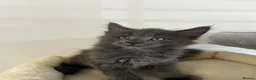 Maine Coon cats for sale:  Exceptional TICA Registered Maine Coon Kittens 🐾 - Advert 25