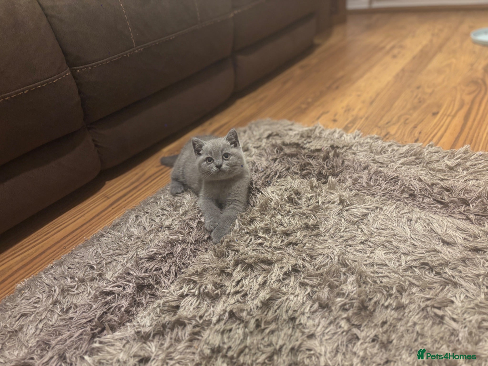 British Shorthair cats Beautiful Blue BSH Kittens. GCCF - Advert 1