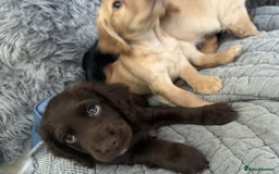 Cocker Spaniel dogs for sale: Cocker spaniel - Image 2