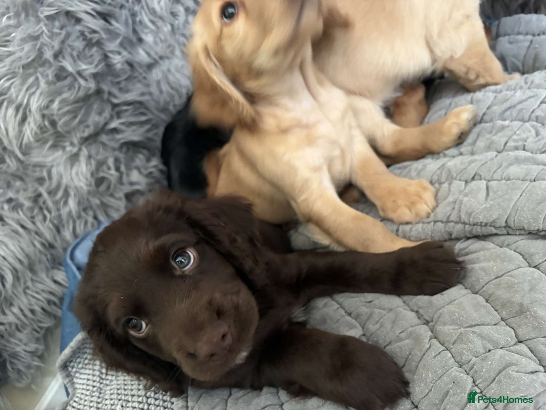 Cocker Spaniel dogs for sale: Cocker spaniel - Image 2