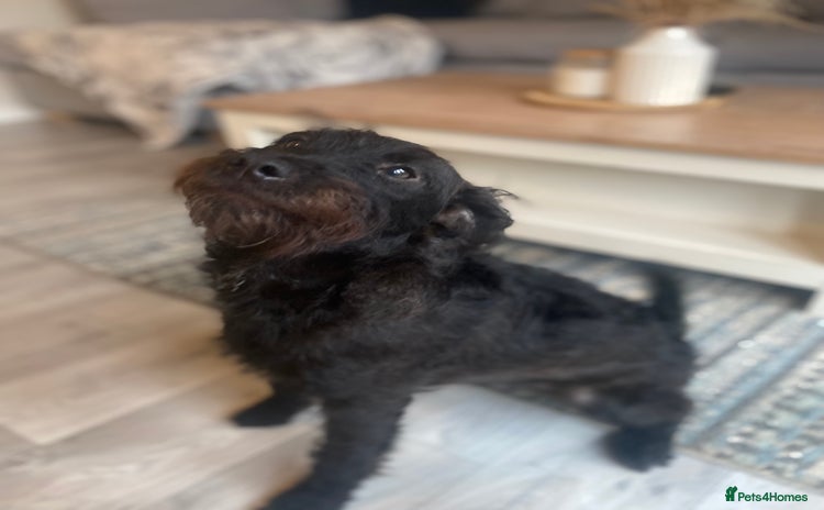 Patterdale Terrier dogs - Advert 1