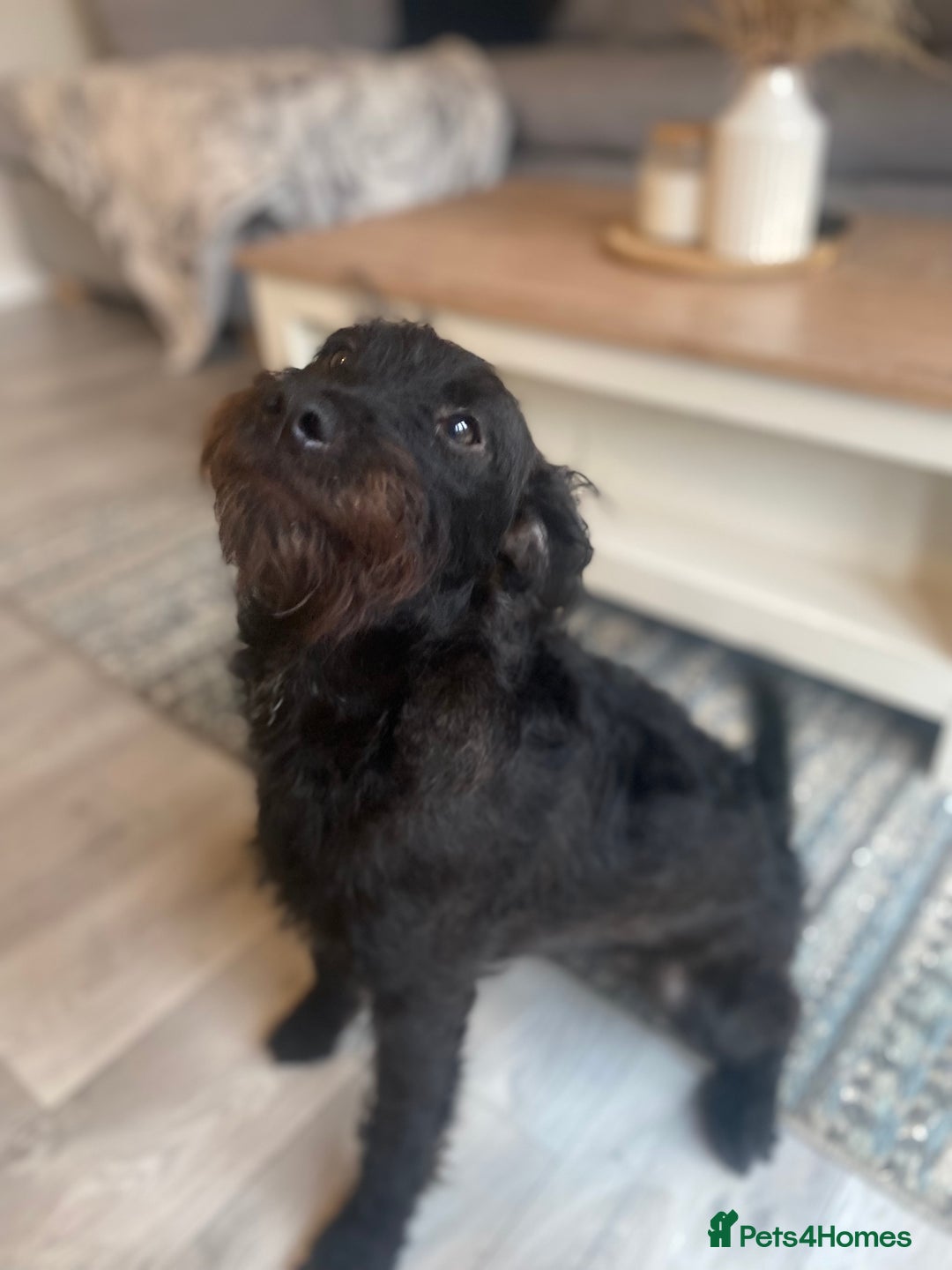 Patterdale Terrier dogs for sale: 8 month old female patterdale terrier - Image 1
