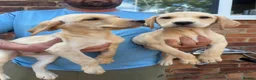 Labrador Retriever dogs for sale: KC Working line- From health tested parents  - Advert 10