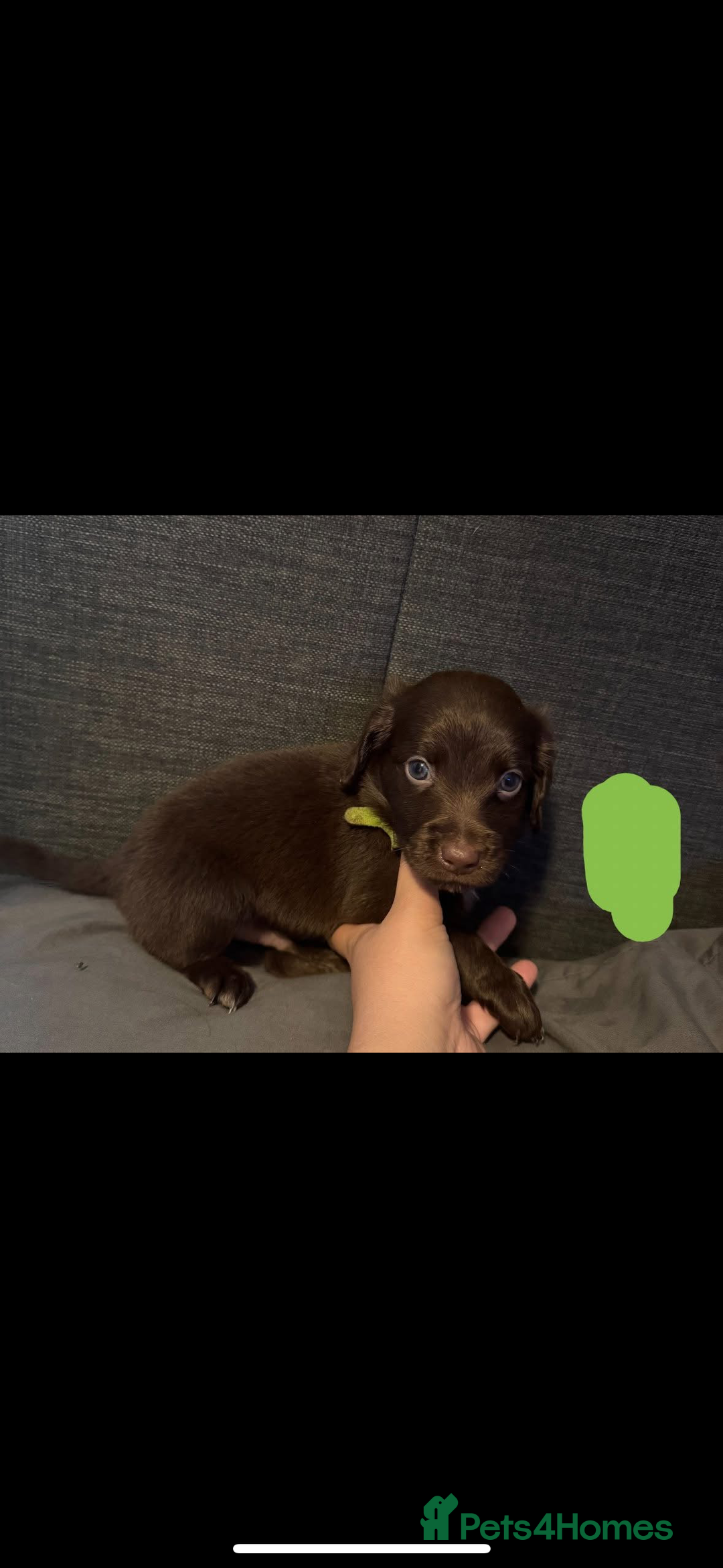 Mixed Breed dogs for sale: Collie cross (Dollie’s) x2 boy ready Sunday  - Image 2