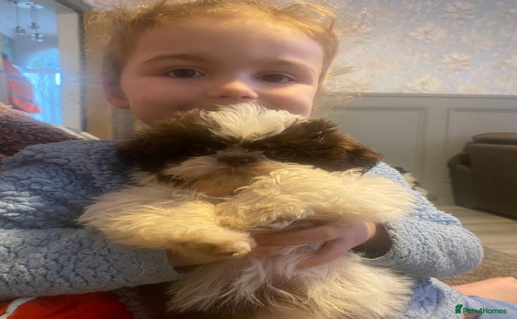 Shih Tzu dogs - Advert 2