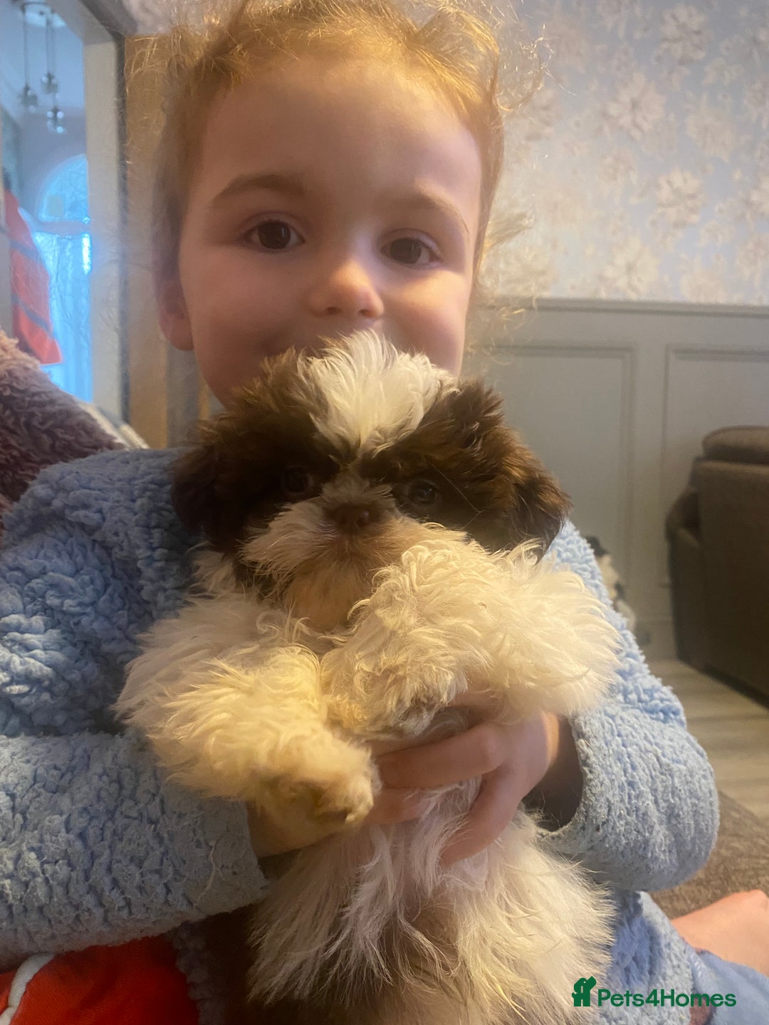 Shih Tzu dogs for sale: Stunning fluffy imperial chocolate and white shizu - Advert 4
