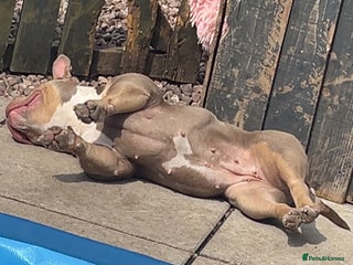 Shorty Bull dogs - Advert 2