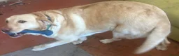Labrador Retriever dogs for sale: Labrador Retriever - Emotional Support dog  - Advert 22