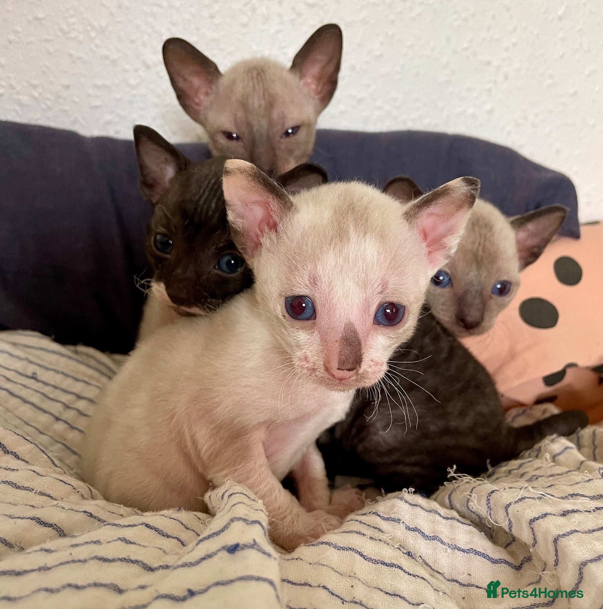 Cornish Rex cats 4 beautiful Cornish Rex girls  - Advert 4