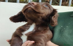 Sprocker dogs for sale: Lovely sprocker girl  - Image 14