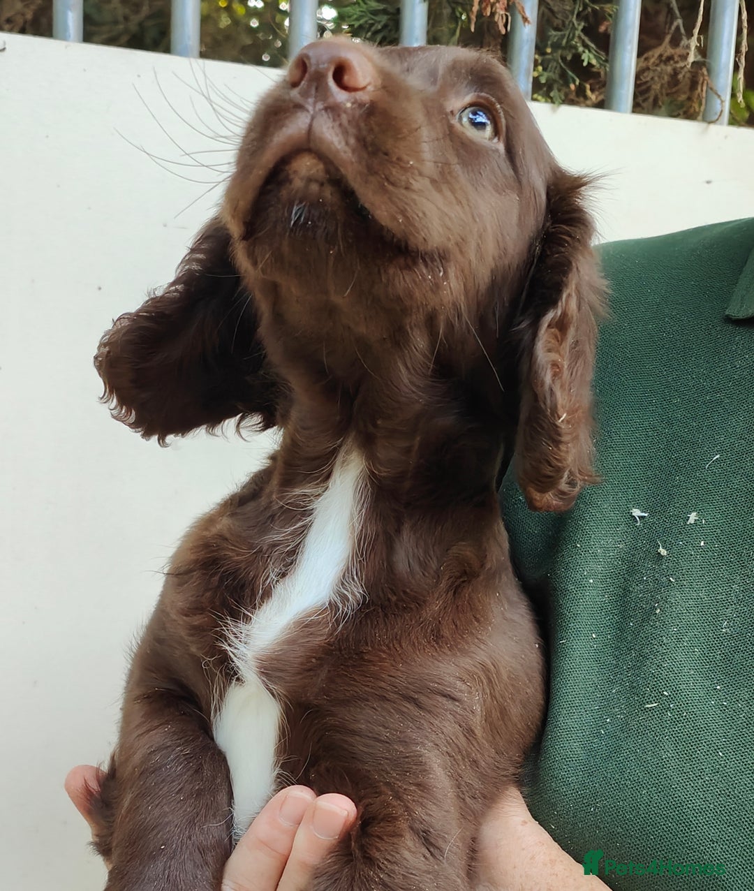 Sprocker dogs for sale: Lovely sprocker girl  - Image 14