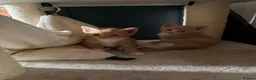 Domestic Shorthair cats for sale: Beautiful kittens raised in a family home - Advert 7