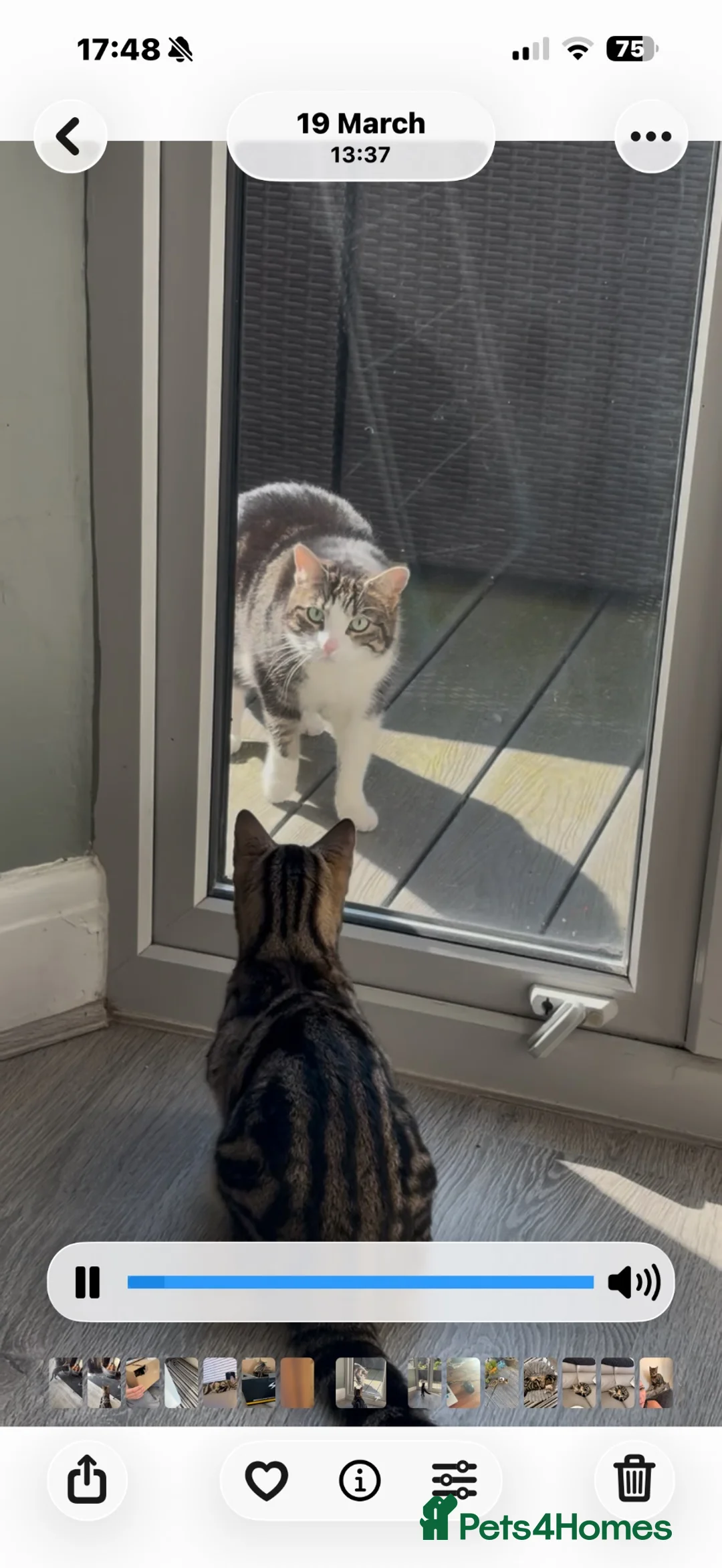 Mixed Breed cats for sale: Cute mixed tabby / bengal kittens  in Southend-on-Sea - Advert 2