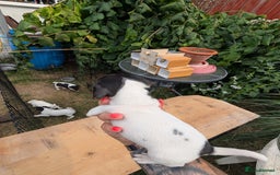 Jack Russell dogs for sale: Jack Russell puppys - Image 11