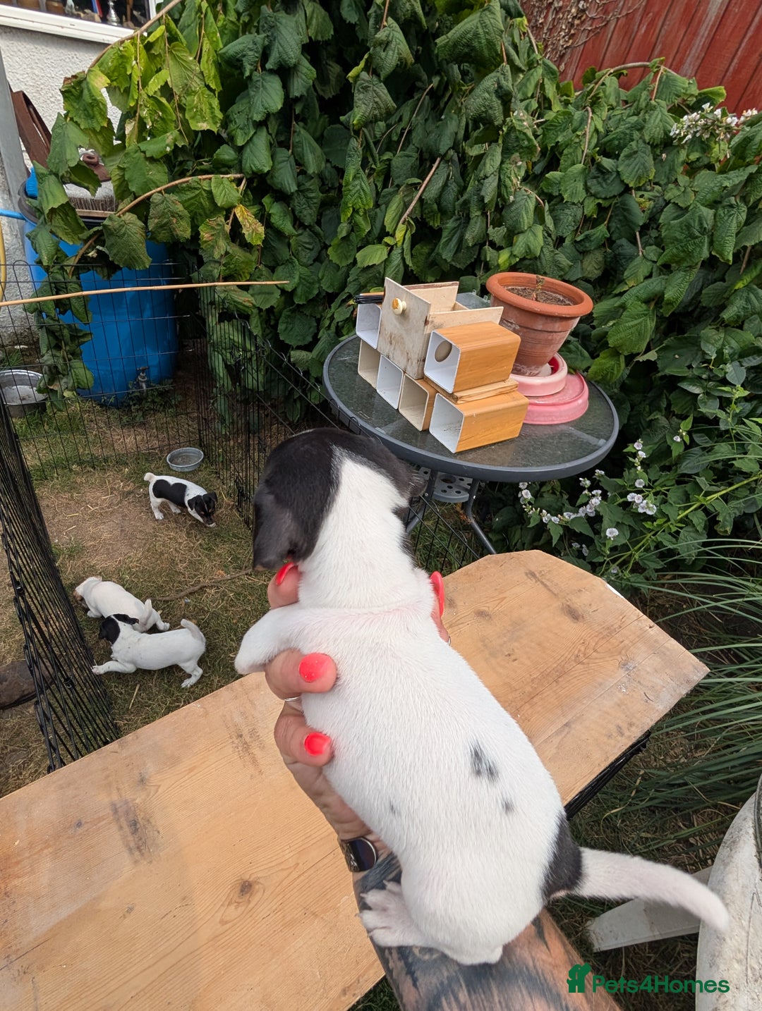 Jack Russell dogs for sale: Jack Russell puppys - Image 11