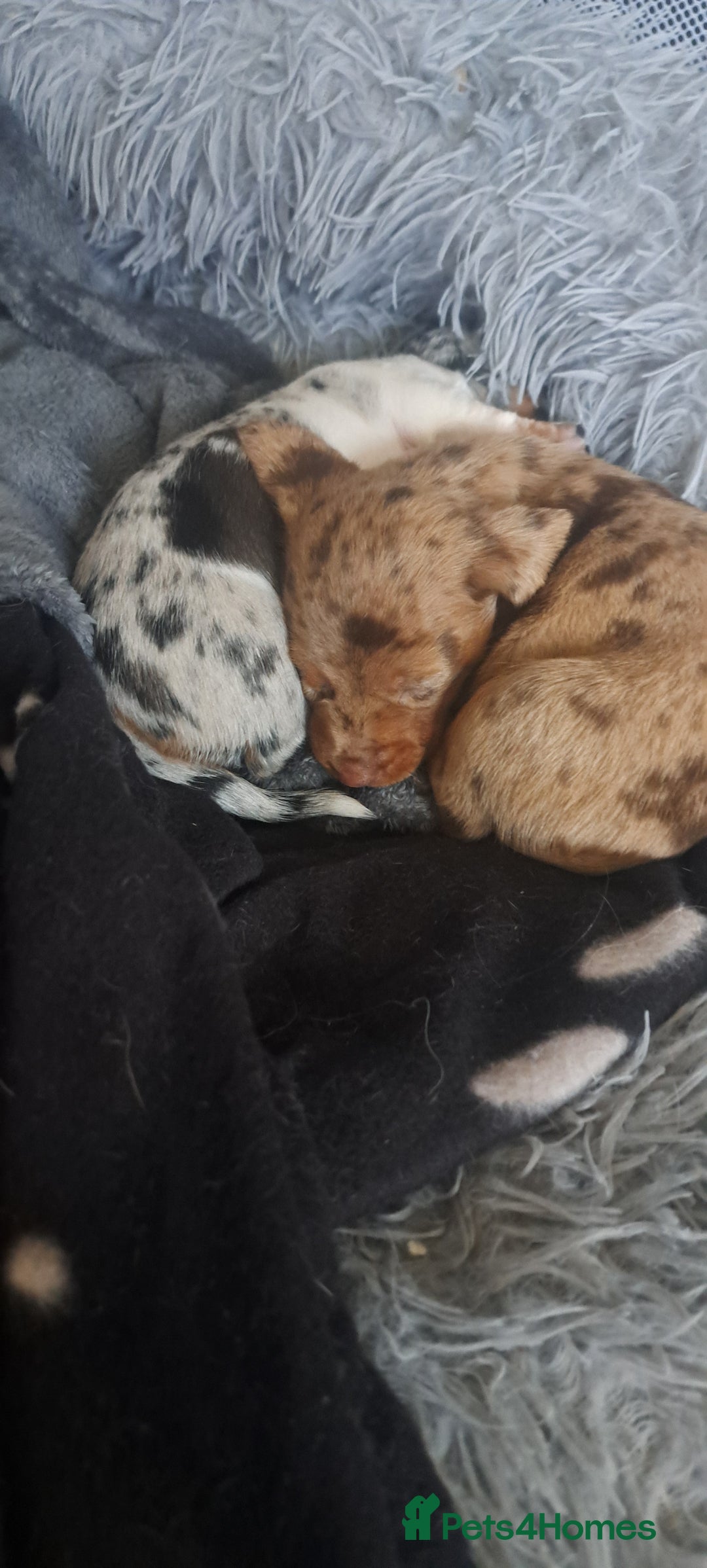 Dachshund dogs for sale: STUNNINGLY,  GORGEOUS DACHSHUND PUPPIES 🐶 😍  - Image 17