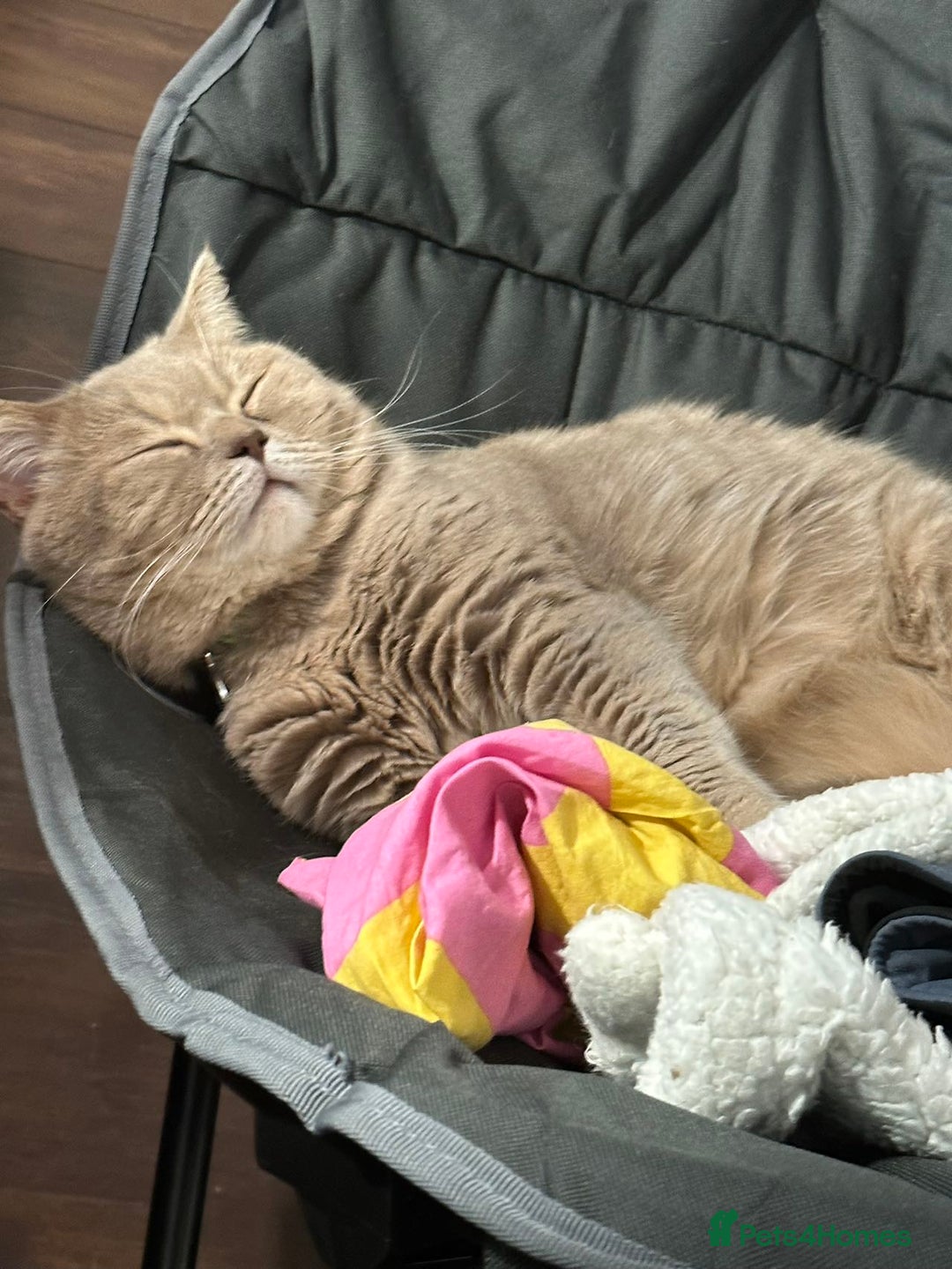 Scottish Fold cats for sale: Percy - Advert 2