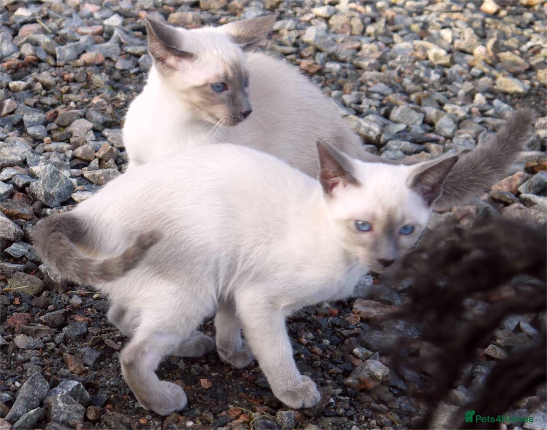 Siamese cats for sale: ADORABLE SIAMESE KITTENS - Advert 11