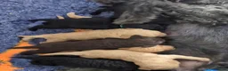 Poodle dogs for stud: FOR STUD Moyen Poodle (proven)  - Advert 4