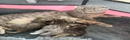 Scottish Fold cats for sale: Scottish Fold kittens  - Advert 4