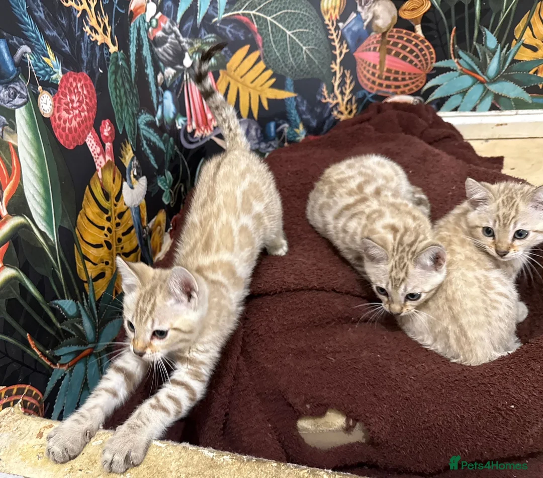 Bengal cats for sale: TICA Registered Bengals - Advert 10