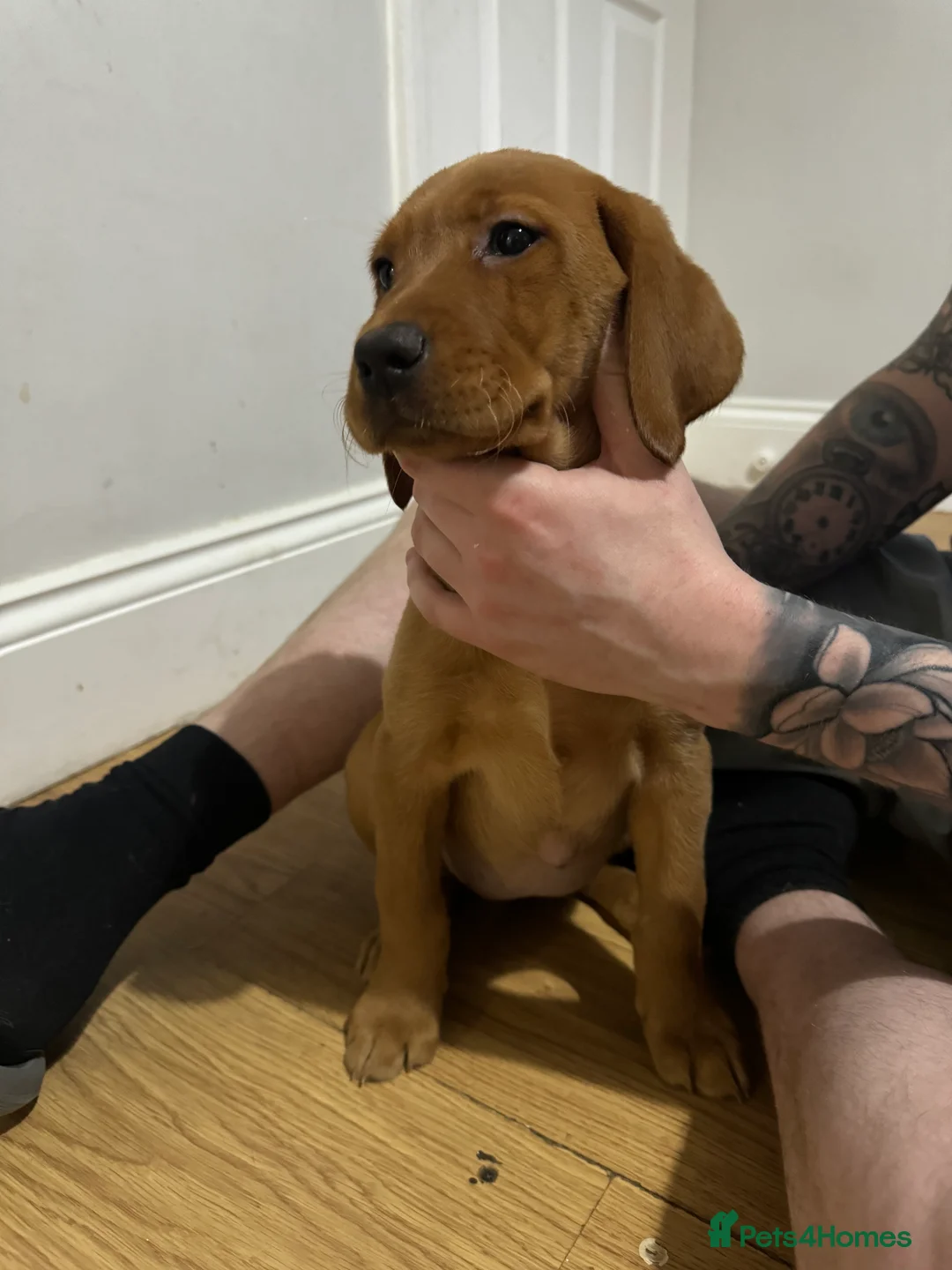 Labrador Retriever dogs for sale: Labrador Puppies (FOX RED) Last PUP Girl - Advert 2