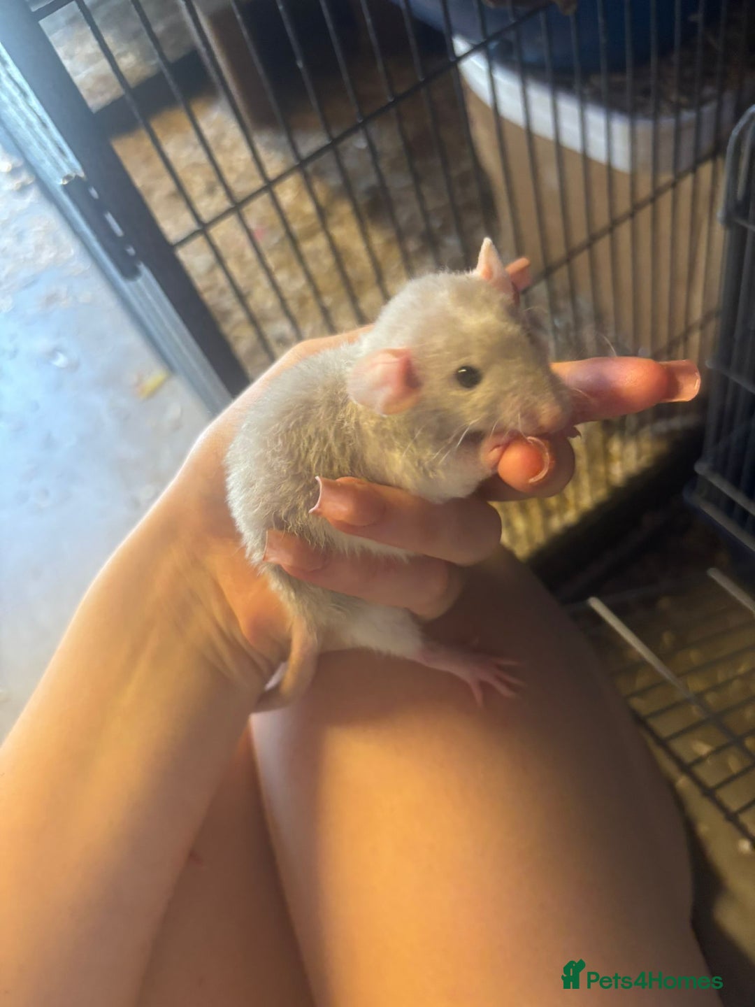 Rat rodents for sale: Babies rats, rex, dumbos and fancy - Image 8