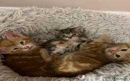 Mixed Breed cats for sale:  Beautiful Kittens for Sale – 2 Boys & 2 Girls 🐾 - Image 20