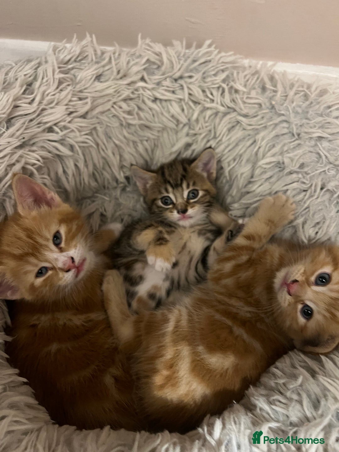Mixed Breed cats for sale:  Beautiful Kittens for Sale – 2 Boys & 2 Girls 🐾 - Image 20