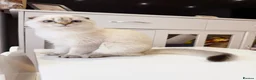 Scottish Fold cats for sale: 🐾 Stunning Scottish Fold Girl  🐾 - Advert 10