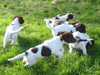 English Springer Spaniel dogs - Advert 23