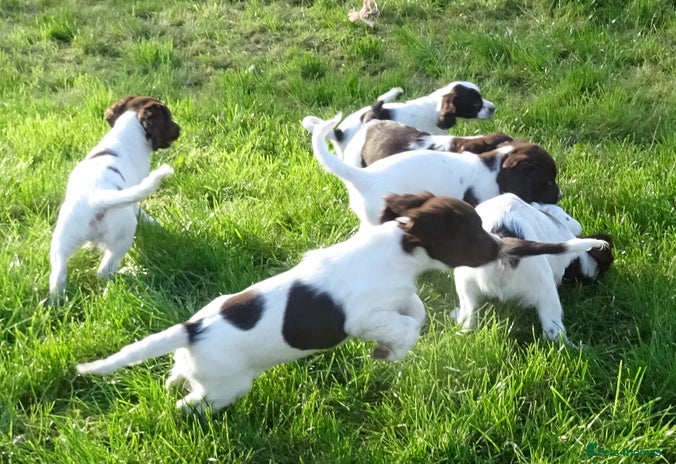 English Springer Spaniel dogs - Advert 2