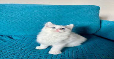 Ragdoll cats - Advert 14