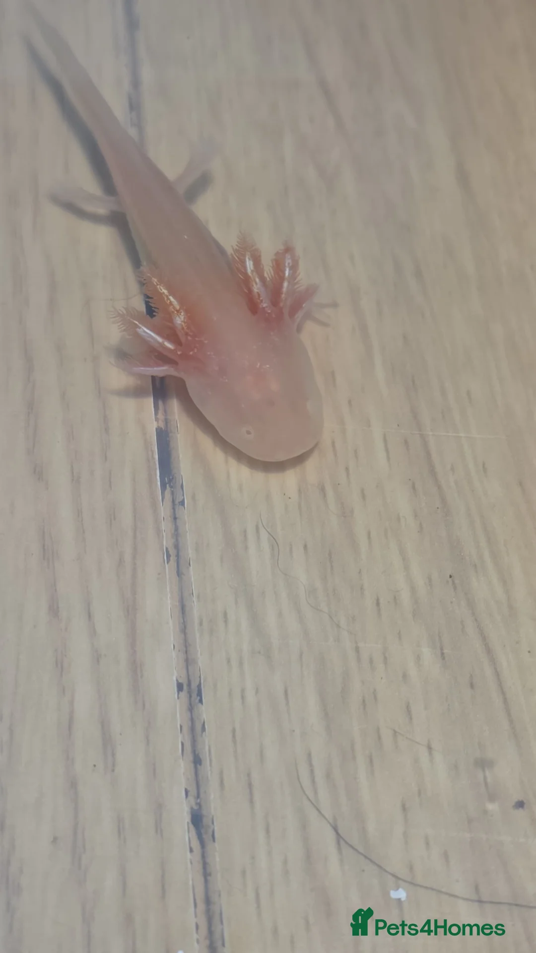 Axolotl reptiles for sale: Beautiful het axanthic golden axolotle juvenile - Advert 2