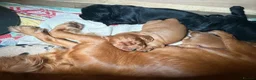 Cocker Spaniel dogs for sale: Fully Health Tested KC Reg Working Cocker Spaniels in Sheffield - Advert 29