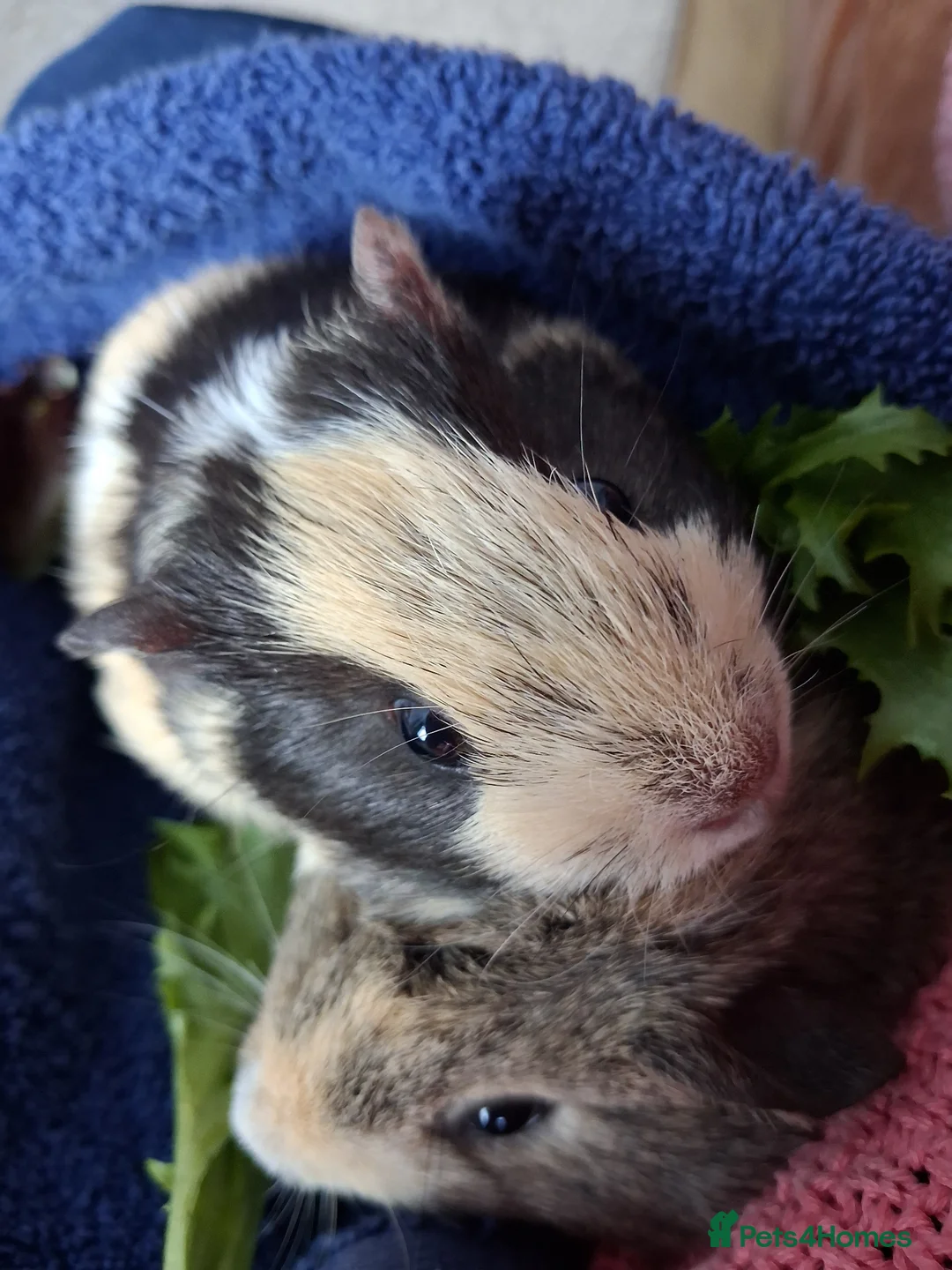 Guinea Pig rodents for sale: Friendly female and male guineapig  in Bournemouth - Advert 10