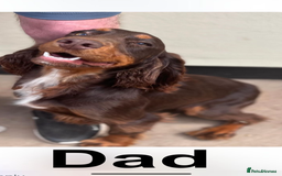 Cocker Spaniel dogs for sale: Working Cocker spaniels for sale  - Image 10
