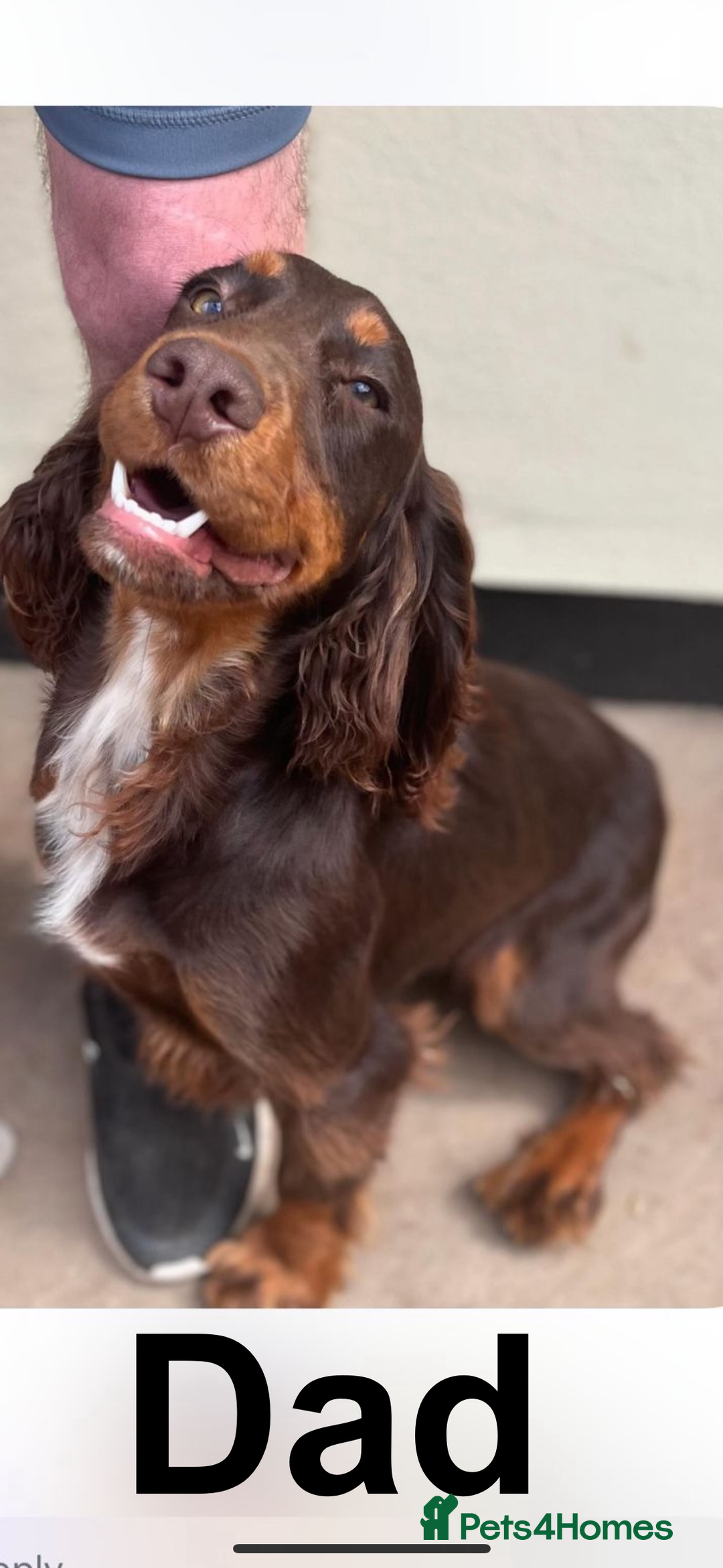 Cocker Spaniel dogs for sale: Working Cocker spaniels for sale  - Image 10