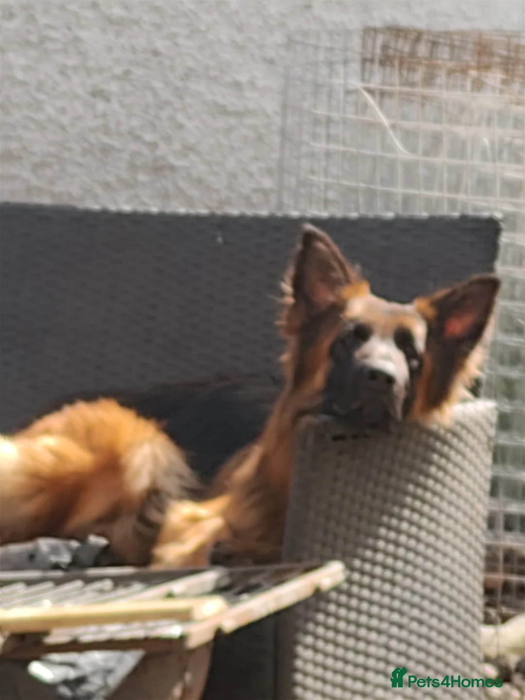 German Shepherd dogs for sale: German Sheperd Puppies in Cumnock - Advert 2