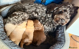 Mixed Breed dogs for sale: Adorable Pomapoo puppies- ready soon - Image 4