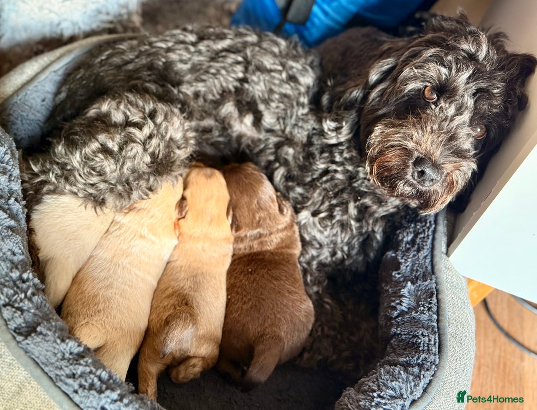 Mixed Breed dogs for sale: Adorable Pomapoo puppies- ready soon - Image 4