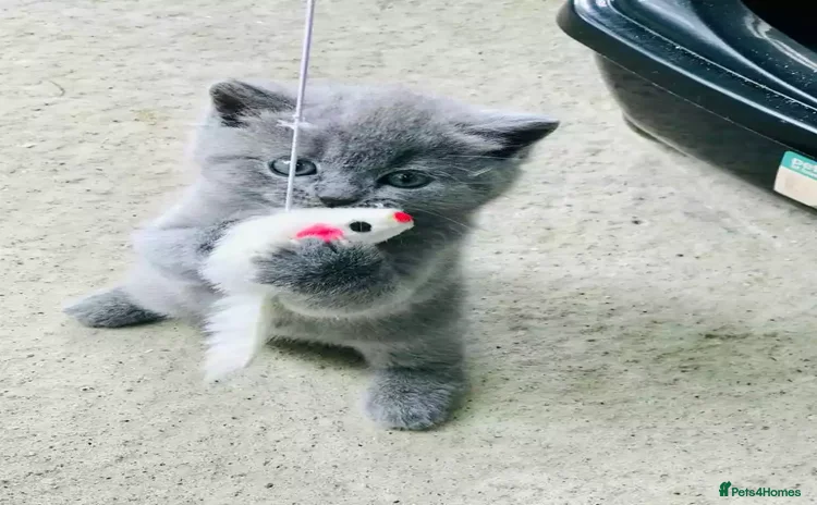 British Shorthair cats - Advert 7