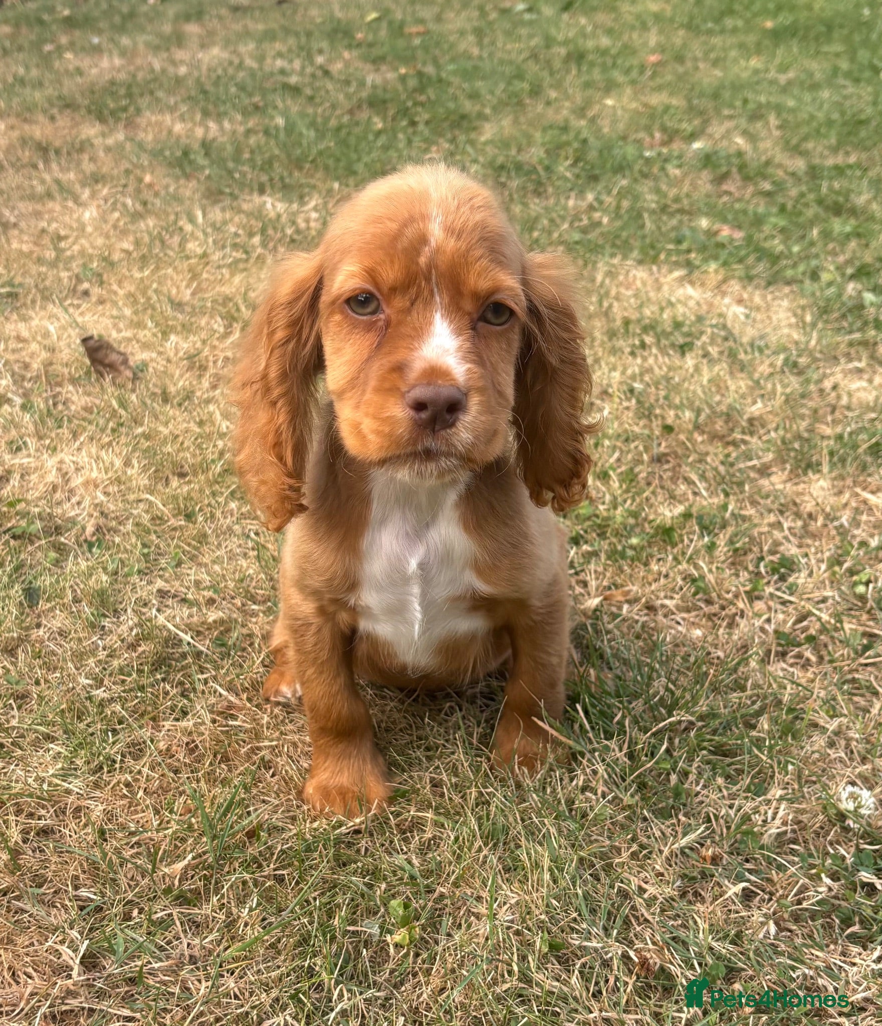 Cocker Spaniel dogs 4 cocker spaniel girls looking for new homes  - Advert 16