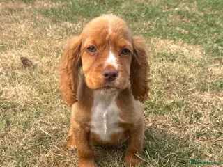 Cocker Spaniel dogs 4 cocker spaniel girls looking for new homes - Advert 2