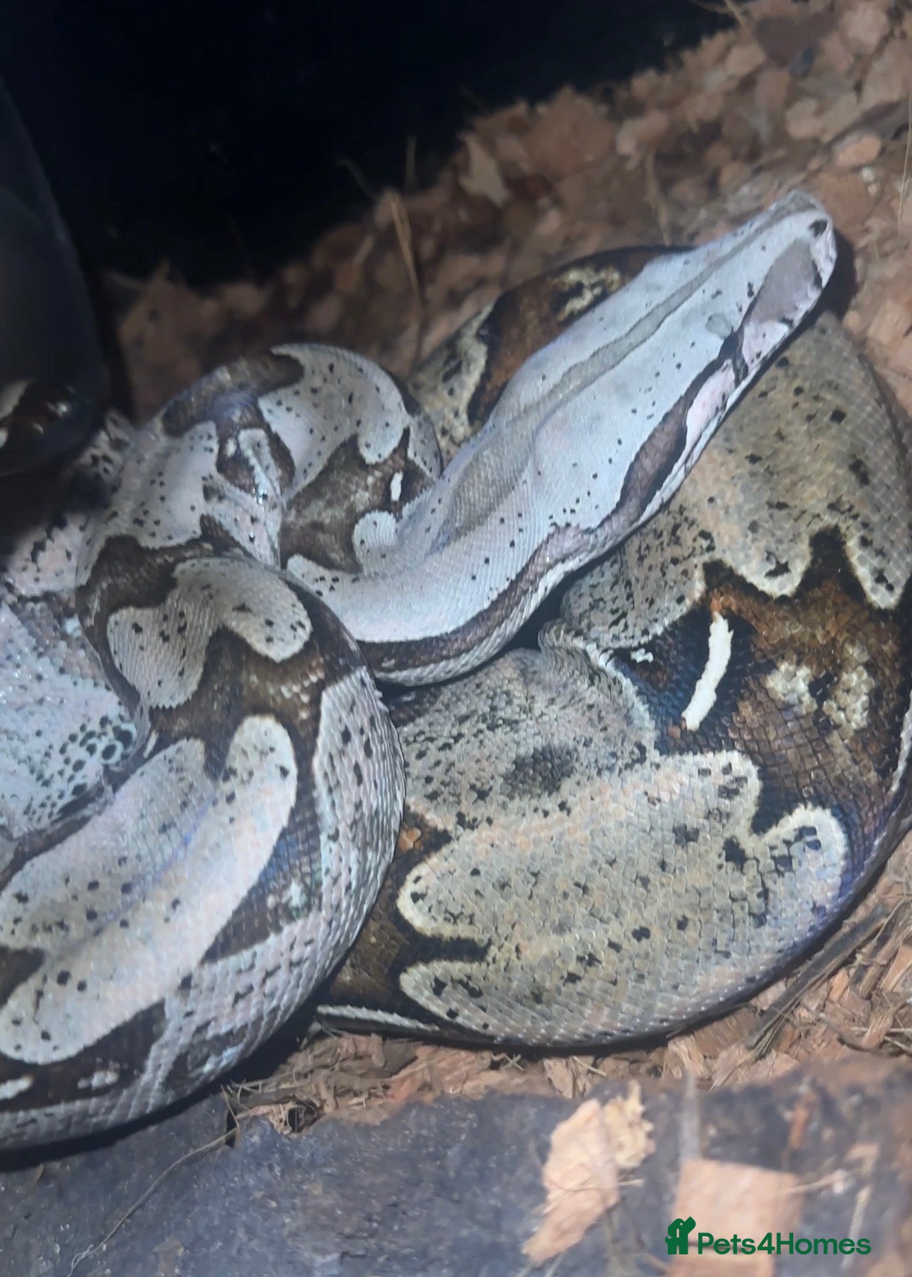 Boa Snake reptiles True Guyanese red tail (BCC) Boa with viv  - Advert 2