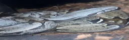 Boa Snake reptiles for sale: True Guyanese red tail (BCC) Boa with viv  - Advert 4