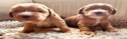 Double Doodle dogs for sale: Gorgeous Australian golden doodle puppies in Swadlincote - Advert 12