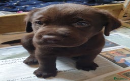 Labrador Retriever dogs for sale: Chocolate Labradors by FLASHMOUNT TENOR of TAGABEA - Image 2