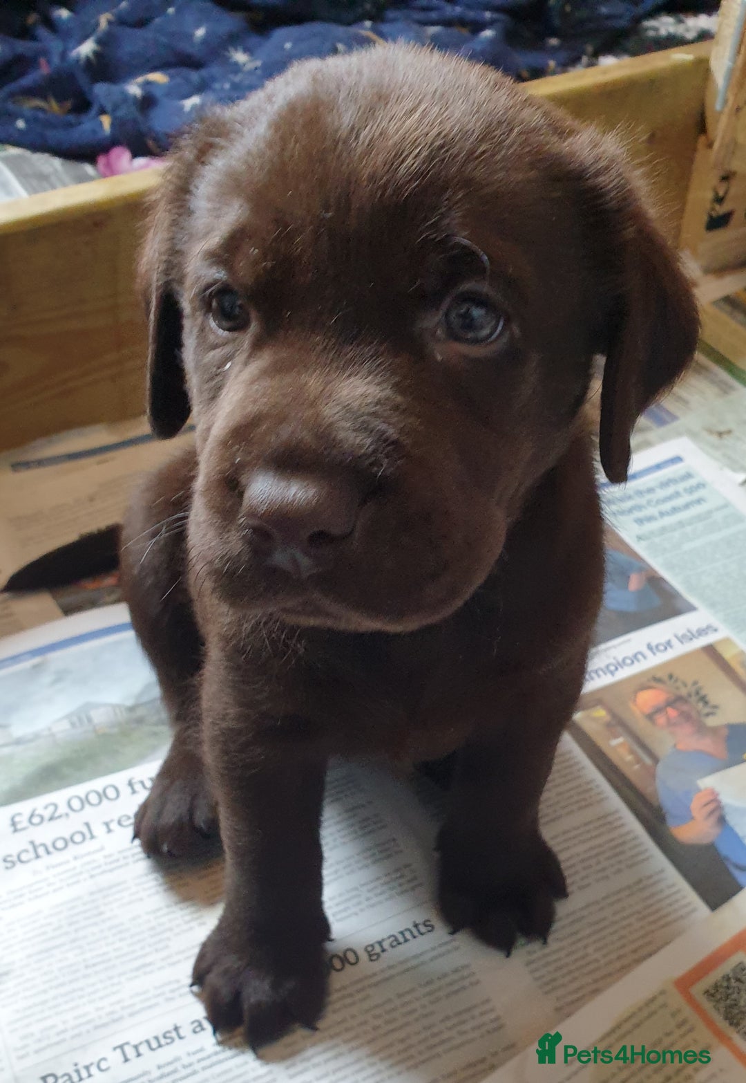 Labrador Retriever dogs for sale: Chocolate Labradors by FLASHMOUNT TENOR of TAGABEA - Image 2